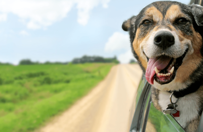 Assurance chien et chat : notre décryptage complet