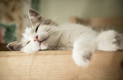 Assurer son chat : comment bien choisir ?